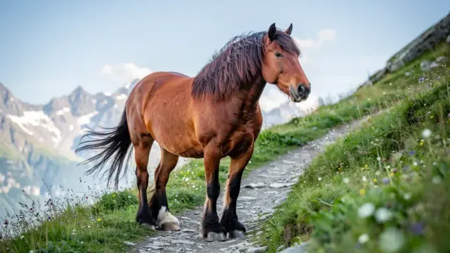 Noriker Pferd: vielseitiges Kaltblut mit Anpassungsfähigkeit und Ausdauer