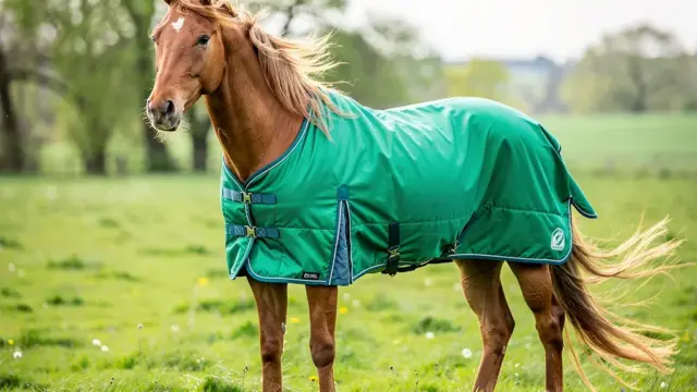 Outdoordecke für Pferde schützt zuverlässig vor Wind und Wetter für optimalen Komfort