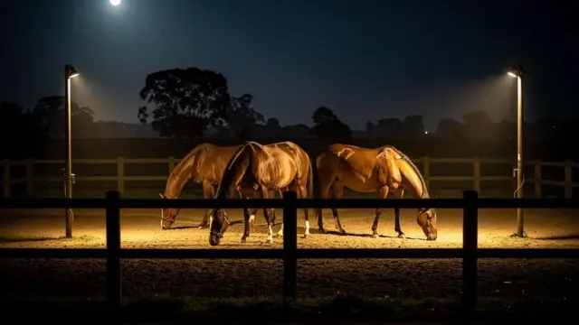 Sichere Paddock-Beleuchtung für Tiere und Personal in der Dunkelheit