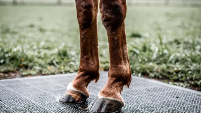 Auswahl des besten Paddock Boden Materials für trockene und sichere Ställe