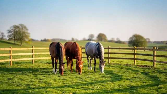 Illustration zum Thema Paddock-Haltung Grundlagen