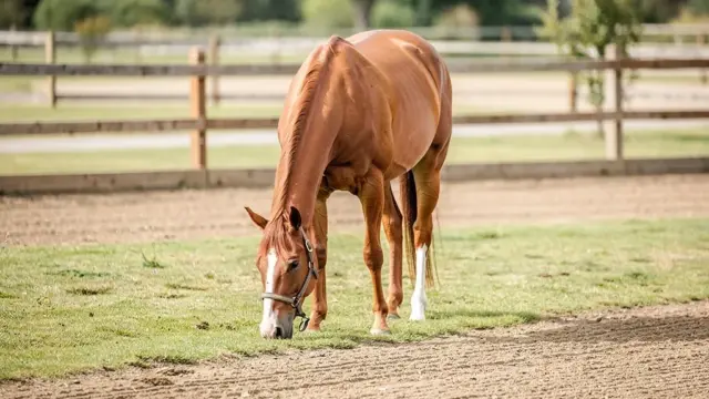 Paddock reinigen für optimale Hygiene: effektive Methoden zur Gesundheitsförderung von Pferden