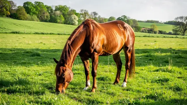 Weidemanagement gegen Parasiten: Tipps für gesunde Pferde auf der Weide