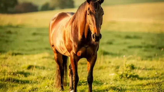 PEA Pferd Erfahrungen zeigen natürliche Entzündungshemmung und Schmerzlinderung bei Pferden