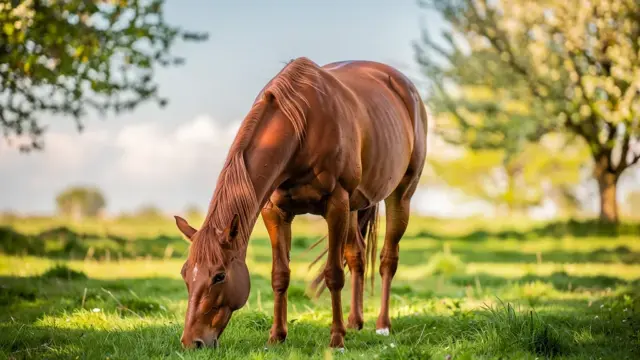 Pferd anweiden: Tipps für einen gesunden Start in die Weidesaison
