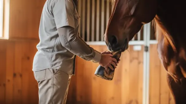 Pferd bei der Besichtigung prüfen: Gesundheitszustand und Bewegungsqualität beachten