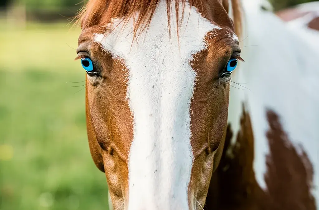 Pferd mit blauen Augen zeigt faszinierende Merkmale und genetische Vielfalt