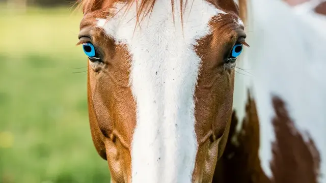 Pferd mit blauen Augen zeigt faszinierende Merkmale und genetische Vielfalt