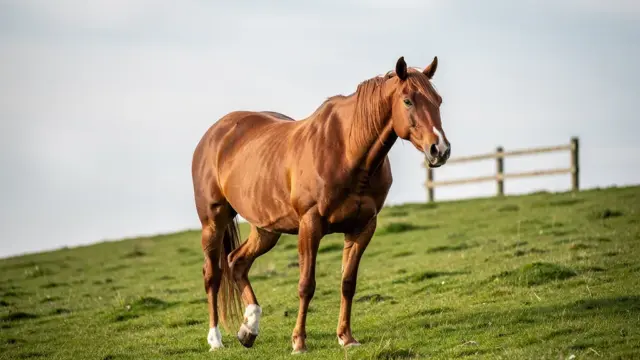 Pferde-Chiropraktik zur Linderung von Verspannungen und Verbesserung der Beweglichkeit
