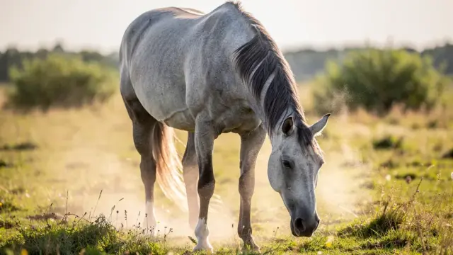 Dämpfiges Pferd zeigt Symptome wie Husten und Atemnot bei der Therapie