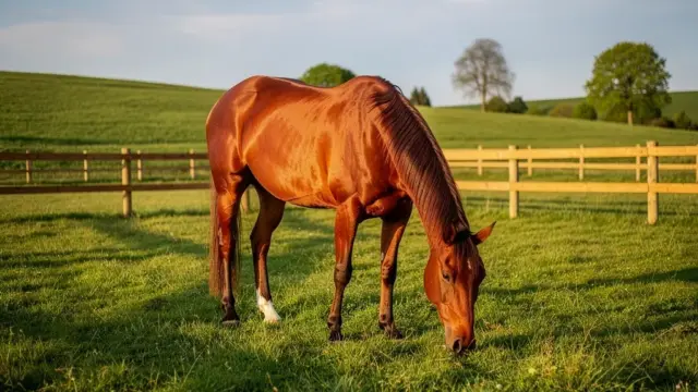 Pferd in Eigenregie mit artgerechter Haltung und viel Platz auf der Weide