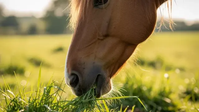 Pferd frisst Heu in artgerechter Fütterung für optimale Verdauung