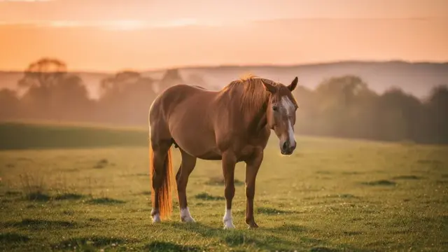 Indikatoren für eine einfühlsame Pferd Euthanasie und schmerzfreien Abschied