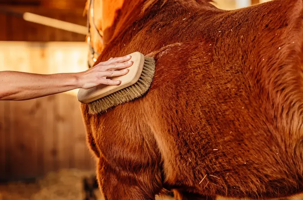 Pferd während des Fellwechsels im Herbst bürsten und pflegen