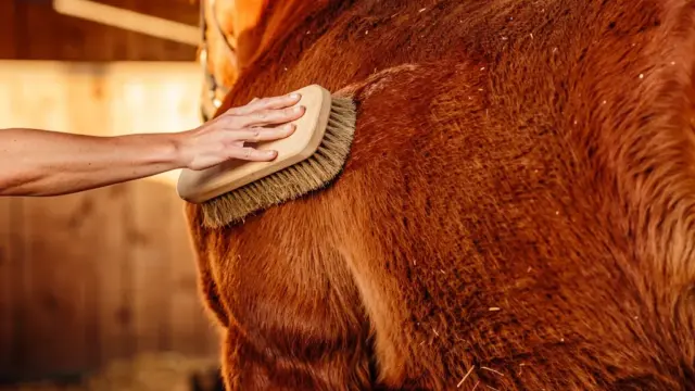 Pferd während des Fellwechsels im Herbst bürsten und pflegen