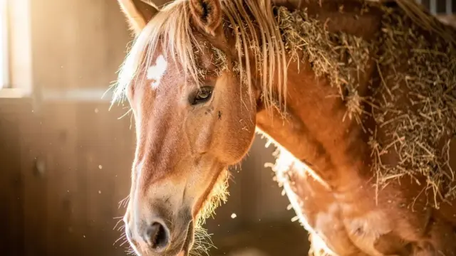 Pferd erlebt Fellwechsel und zeigt Anzeichen von Schlappheit und Müdigkeit
