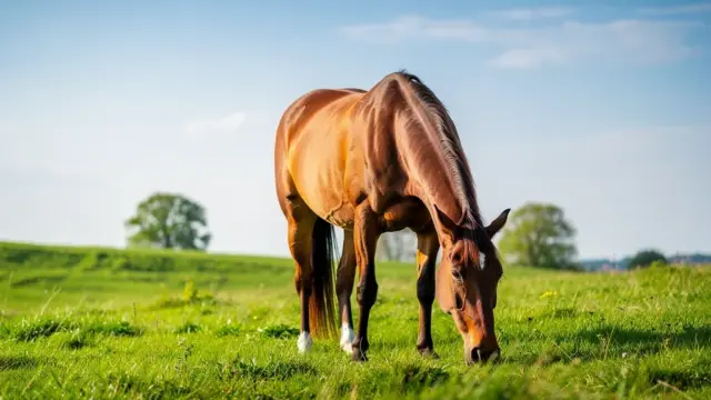 Pferd günstig versichern: Wichtige Tipps zur optimalen Auswahl der Versicherung