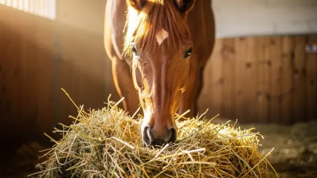 Pferd beim Fressen von Heu zur gesunden Ernährung und optimalen Futtermenge