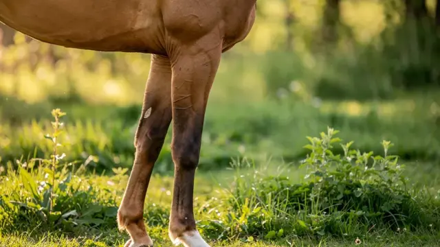 Pferd hufeisenlos mit gesunden Hufen und natürlicher Bewegung in der Landschaft