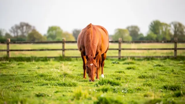 Pferd kostenlos abzugeben: Tipps und wichtige Überlegungen für die Entscheidung