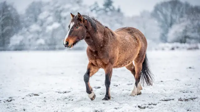 Pferd im Schnee mit Sicherheitsvorkehrungen für einen sicheren Winter