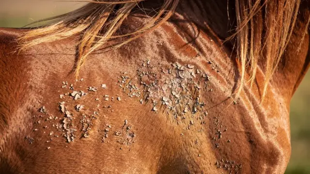 Pferd mit schuppiger Haut zeigt signalisiert Hautprobleme und Pflegebedarf
