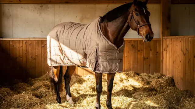 Pferd mit Stalldecke im Winter zum Schutz vor Kälte und Feuchtigkeit