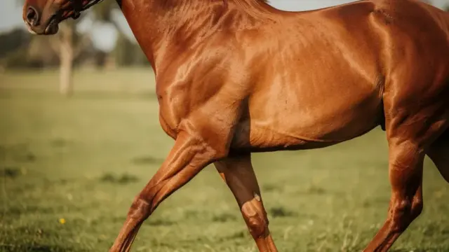 Pferd beim Training in Bewegung zur Förderung von Fitness und Gesundheit