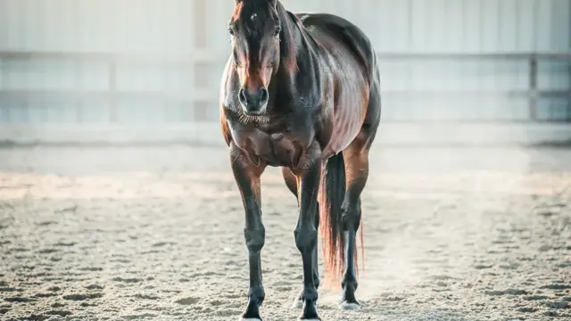 Pferd überfordert beim Training erkennen und gezielt unterstützen