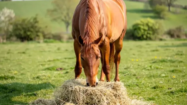 Pferd bei der Futteraufnahme zur Förderung einer gesunden Verdauung