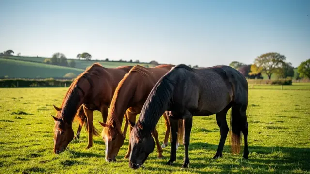 Pferd weidepflicht: Zugang zur Weide verbessert Gesundheit und Lebensqualität der Tiere