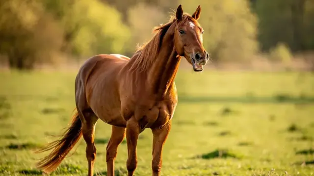 Pferd wiehert zur Ausdruck von Emotionen und Bedürfnissen in der Kommunikation