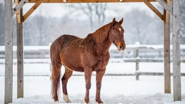Pferd im Winter mit Decke im sicheren Stall für optimalen Kälteschutz