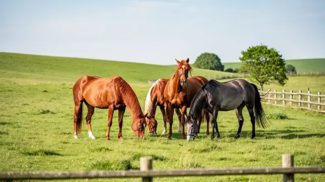 Pferde Ratgeber zu artgerechter Haltung und Pflege für glückliche Tiere