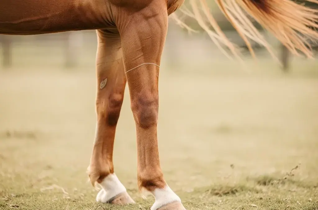 Pferdebeine bandagieren nicht: Risiken und Alternativen für die Beinpflege