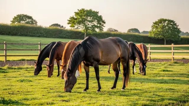 Pferdehaltung und Tierschutz: Gesetzliche Anforderungen für artgerechte Haltung