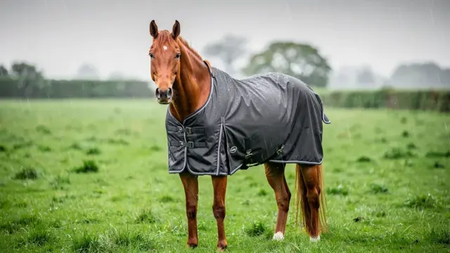 Regendecke kaufen für optimalen Schutz Ihres Pferdes vor Nässe und Kälte