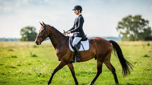 Beitragsbild für den Ratgeber über Reiten und Pferdeausbildung