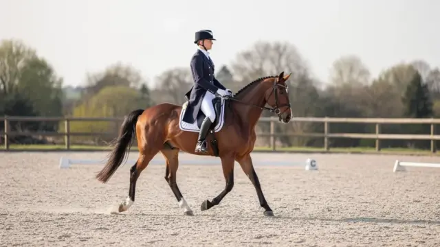 Reitlehre Pferd: Takt, Losgelassenheit und Anlehnung für harmonisches Reiten