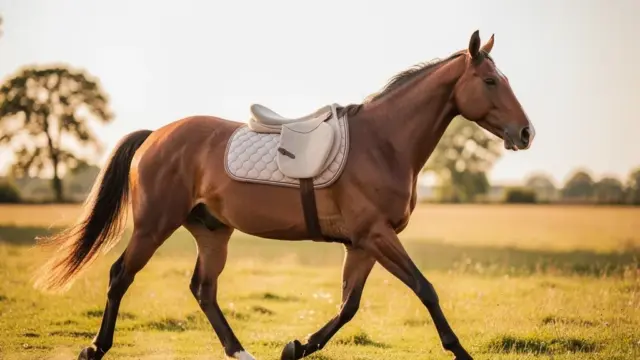 Reitpads für pferdeschonendes Reiten als alternative Sättel zur Druckentlastung