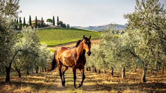 Reiturlaub in Italien: Pferdeerlebnisse und kulinarische Genüsse in der Toskana