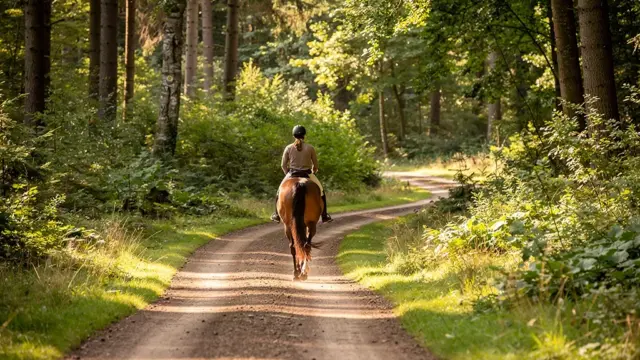 Reitwege anlegen: Tipps zur Planung für sichere und nachhaltige Routen