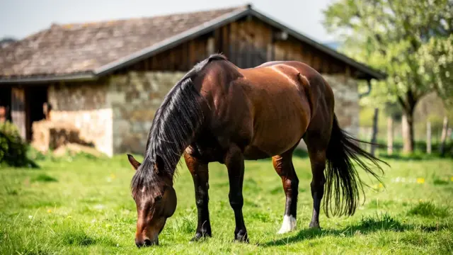 Beitragsbild zum Rheinisch-Deutschen Kaltblut: Traditionelle Rasse für moderne Landwirtschaft und Freizeit