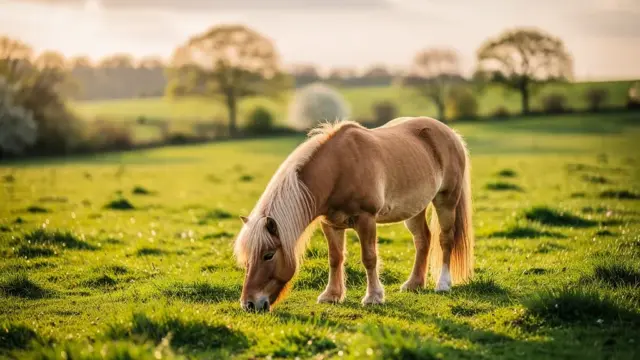 Shetty auf der Weide: Tipps für sicheres Anweiden und gesunde Fütterung