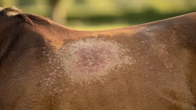 Pferd in der Weide, vorbeugende Maßnahmen gegen Sommerkrankheiten