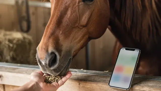 Beitragsbild über digitale Apps zur Optimierung des Reitbetriebs für Stallbetreiber