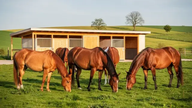 Stallhaltung Pferde artgerechte Unterbringung für Wohlbefinden und Gesundheit