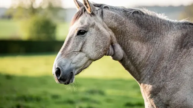 Beitragsbild zum Thema Stoffwechselerkrankungen bei Pferden und deren Einfluss auf die Gesundheit