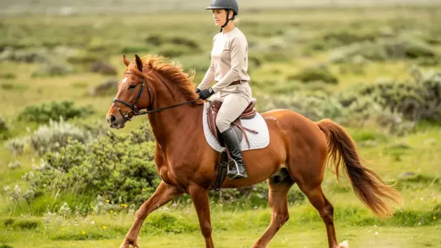 Reiterin zeigt perfekten Tölt mit Islandpferd auf einem Feld