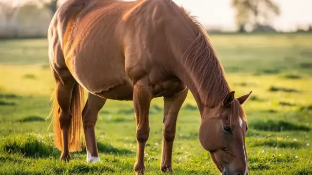 Übergewicht beim Pferd beeinträchtigt den Bewegungsapparat und erhöht Gesundheitsrisiken
